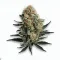 A Peanut Butter Jelly Cannabis bud from Ganjacy.com