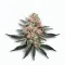 A Pink Panties Cannabis bud from Ganjacy.com