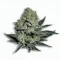 A Platinum OG Cannabis bud from Ganjacy.com