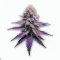 Purple Pineapple cannabis bud from Smokers cannabis resort Pattaya on Ganjacy.com