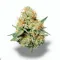 A Sherbet Punch Cannabis bud from Ganjacy.com