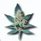 Skywalker cannabis bud from Smokers cannabis resort Pattaya on Ganjacy.com