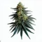 Picture of a Sluricane Cannabis bud from Ganjacy.com