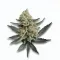 A Tally Mon Cannabis bud from Ganjacy.com