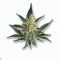 A Wet Betty Cannabis bud from Ganjacy.com