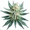 Picture of a White WeddingCannabis bud from Ganjacy.com