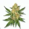 Picture of a Butter Cookie Cannabis bud from Ganjacy.com