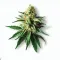 Green Crack at Ganjacy.com