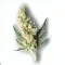 Example of Pulp Friction cannabis available for order on Ganjacy.com
