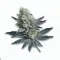 An Auto Blue Amnesia Cannabis bud from Ganjacy.com
