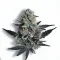 A Grand Daddy Purple Cannabis bud from Ganjacy.com