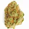 A Haze Berry Cannabis bud from Ganjacy.com