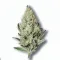 Order Ice cream cannabis at Ganjacy.com