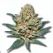 Example of King Juice cannabis available for order on Ganjacy.com