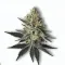 A Markle Sparkle Cannabis bud from Ganjacy.com
