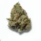 A Moby Dick Cannabis bud from Ganjacy.com