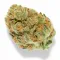 A Runtz 13 Cannabis bud from Ganjacy.com
